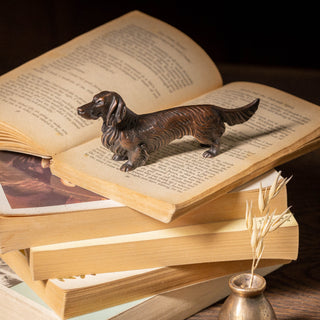 Long Haired Daschund